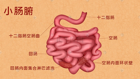 人体医疗组织器官五脏六腑小肠科普