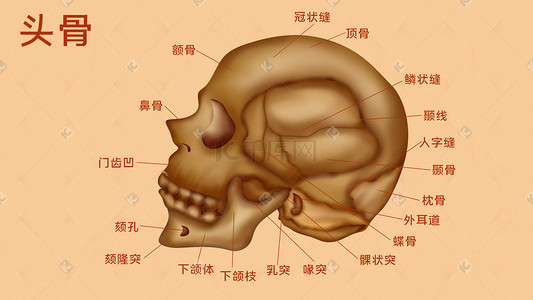 鱼骨头和狗骨头插画图片_人体医疗组织器官脑部头骨示意图插画科普