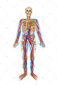 心脑血管调理插画图片_人体医疗组织器官血管示意图插画科普
