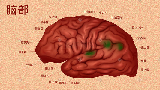 组织进化插画图片_人体医疗组织器官脑部脑示意图插画科普