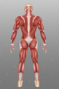皮下组织插画图片_人体医疗组织器官人体背面肌肉插画科普科普