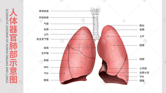 医疗人体器官组织肺部肺炎支气管科普