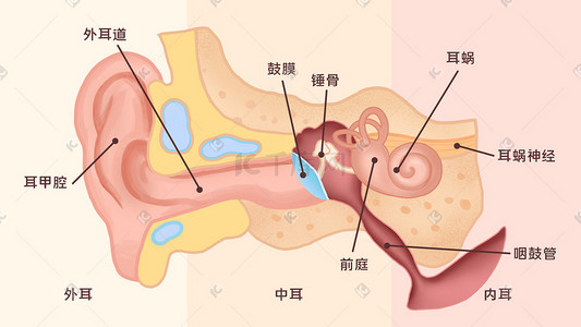 人体侧面解剖图插画图片_医学人体器官耳朵科普科普