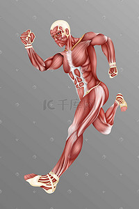 人体医疗组织器官人体奔跑肌肉插画科普