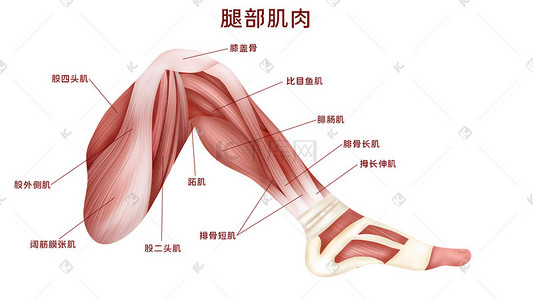 肌肉肌肉插画图片_人体医疗组织器官人体肌肉腿部肌肉示意插画科普