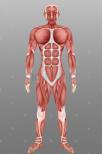 组织建设插画图片_人体医疗组织器官人体肌肉插画科普科普