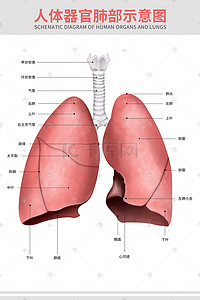 肺部影像插画图片_医疗人体器官组织肺部肺炎支气管科普