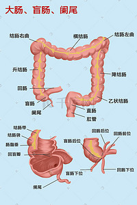 局部放大境插画图片_医疗人体组织器官大肠盲肠阑尾局部示意图科普