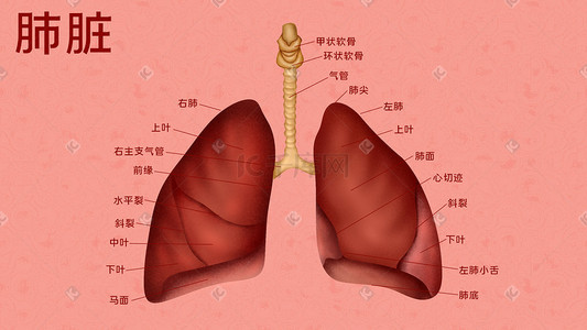 肺部影像插画图片_医疗人体组织器官肺脏实例图卡通插画科普