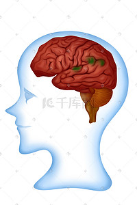 头部透视图插画图片_人体医疗组织器官脑部侧面透视图插画科普