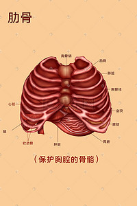 人体医疗组织器官肋骨示意图插画科普