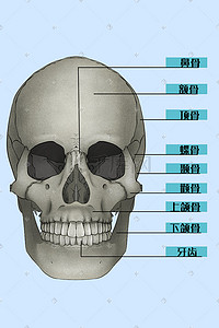 正面骷髅插画图片_医疗医学人体骨头头骨