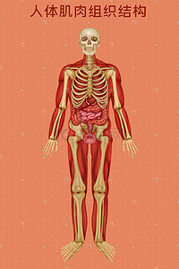 组织结构图表插画图片_人体医疗组织器官人体肌肉组织结构插画科普