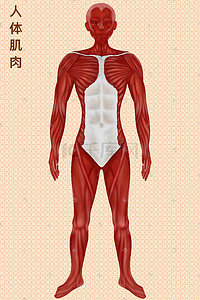 人体肌肉插画图片_人体医疗组织器官人体肌肉插画科普