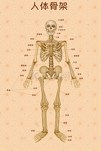 晚宴示意图插画图片_人体医疗组织器官人体骨架示意图插画科普