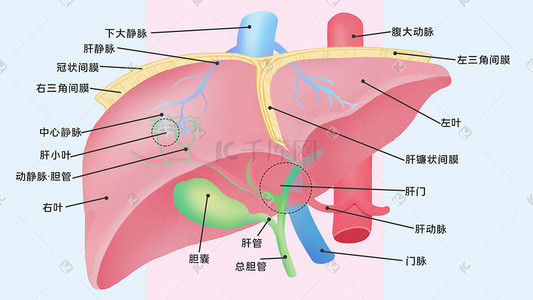 医学人体器官肝脏科普