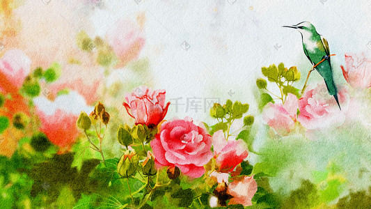 芙蓉花插画图片_水彩水粉芙蓉花插画