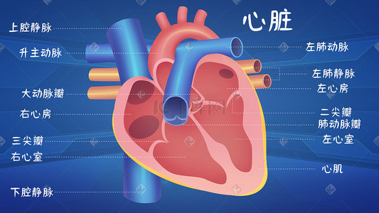 皮肤组织插画图片_医疗医学人体器官组织心脏示意图器官结构科普科普