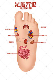 人体医疗组织器官人体足底五脏六腑穴位图科普科普