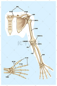 骨骼插画图片_人体结构手部骨骼