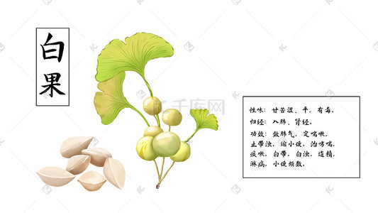 产品介绍ppt插画图片_中草药医药白果介绍