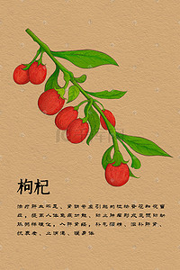 中草药中医药药材枸杞