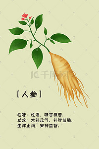 食用药材药材插画图片_手绘中草药中药植物人参插画海报背景