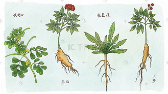 决明子图片_决明子设计图片素材大全-千库网