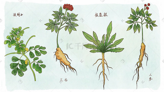 人参提取物插画图片_水彩手绘风中草药