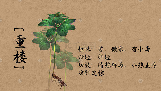 中草药川穹插画图片_中药中药材中医重楼