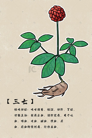 中草药中医药三七药材