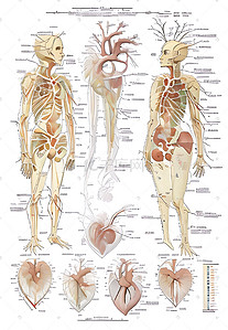 图文摸版吸引人插画图片_人体内部器官医学研究笔记