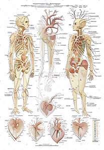 滚动图文插画图片_人体内部器官医学研究笔记