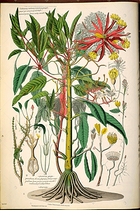 植物解剖图解标本手绘图谱百科