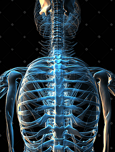 人体透视插画图片_人体脊柱部位关节透视图