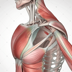 透气纤维插画图片_描绘胸部的透视视图
