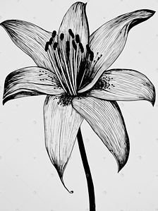黑白风格植物和花朵数字艺术