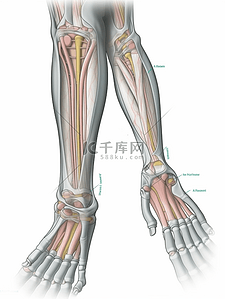 人头骨骼插画图片_人体关节骨骼韧带展示