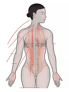 上半年收入支出总结报告插画图片_人体注释图简约上半身插画