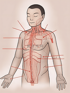 标注距离插画图片_人体注释上半身部位简洁标注中医美容插画