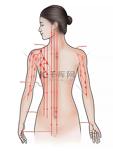 美容中医养生插画图片_人体注释图简约上半身插画