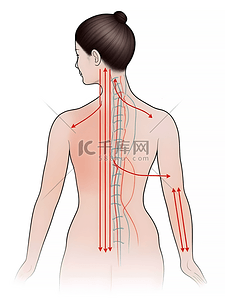 上半年收入支出总结报告插画图片_人体注释图简约上半身插画