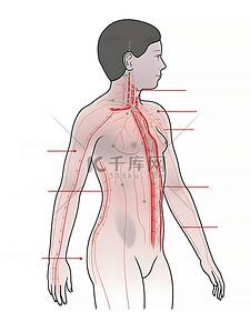 美容中医养生插画图片_人体注释图简约上半身插画