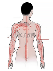 美容中医养生插画图片_人体注释图简约上半身插画