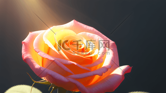 玫瑰花情人节插画图片_阳光玫瑰唯美玫瑰花情人节