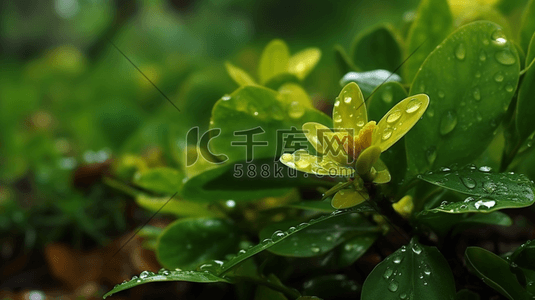 数字艺术春季谷雨绿叶嫩芽水滴