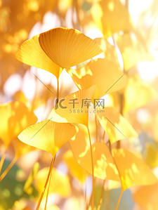 金黄色叶子插画图片_阳光明媚金黄色的银杏秋天8