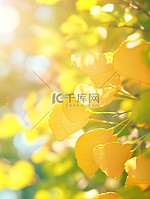 阳光明媚金黄色的银杏秋天12