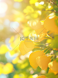 秋天叶子插画图片_阳光明媚金黄色的银杏秋天12