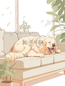 可爱的金毛犬躺在客厅沙发上8